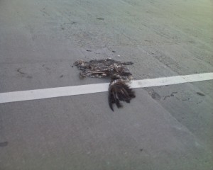 bird-roadkill